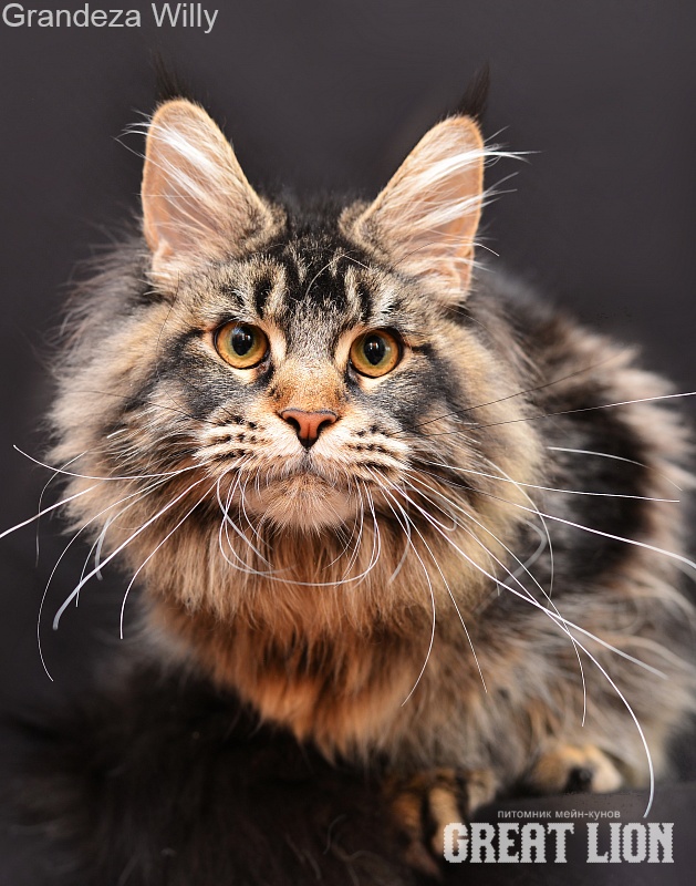 Grandeza Willy - Junior maine-coon 7 months 1 week