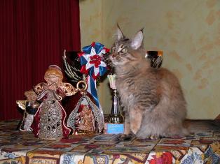 Sebasco Nova Scotia - maine-coon
