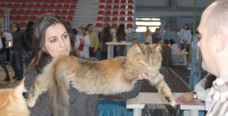 Sebasco Nova Scotia - Junior maine-coon 7 months 1.5 week