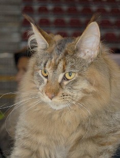 Sebasco Nova Scotia - Junior maine-coon 7 months 1.5 week