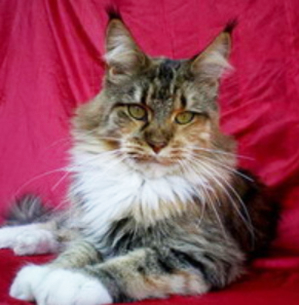 Supernova Miss Costa Rica - maine-coon