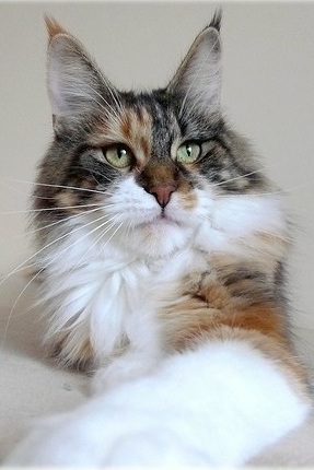 Escape's Flogging Molly - maine-coon