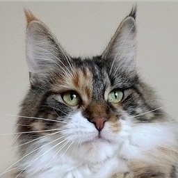 Escape's Flogging Molly