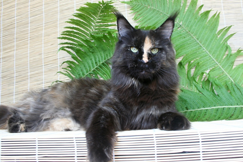 A Winerau`s Dream - Adult maine-coon 2 years 1 month 0.5 weeks