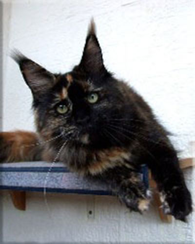 Langstteich's N'Sunshine Reggae - maine-coon