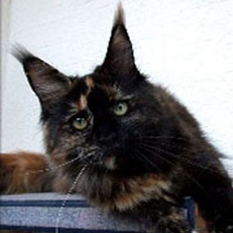 Langstteich's N'Sunshine Reggae