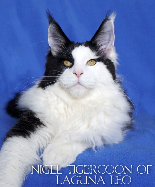 Tigercoon Nigel of Laguna Leo - maine-coon