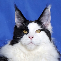 Tigercoon Nigel of Laguna Leo