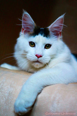 Goldjasmine Undercover - maine-coon