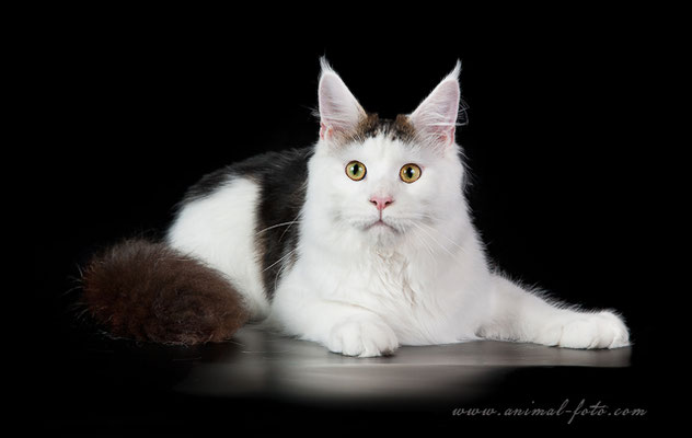 Goldjasmine Undercover - maine-coon