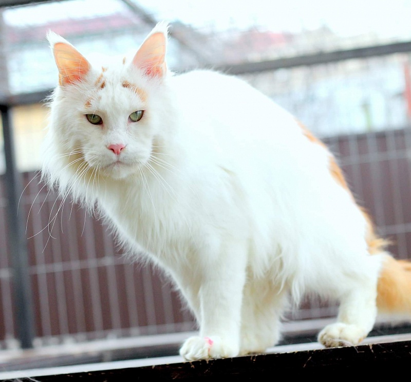 Wariwat Farfor - maine-coon