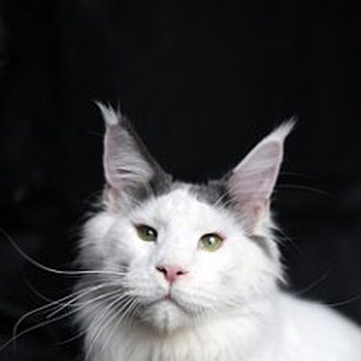 Captain Coon's Yogurt - maine-coon