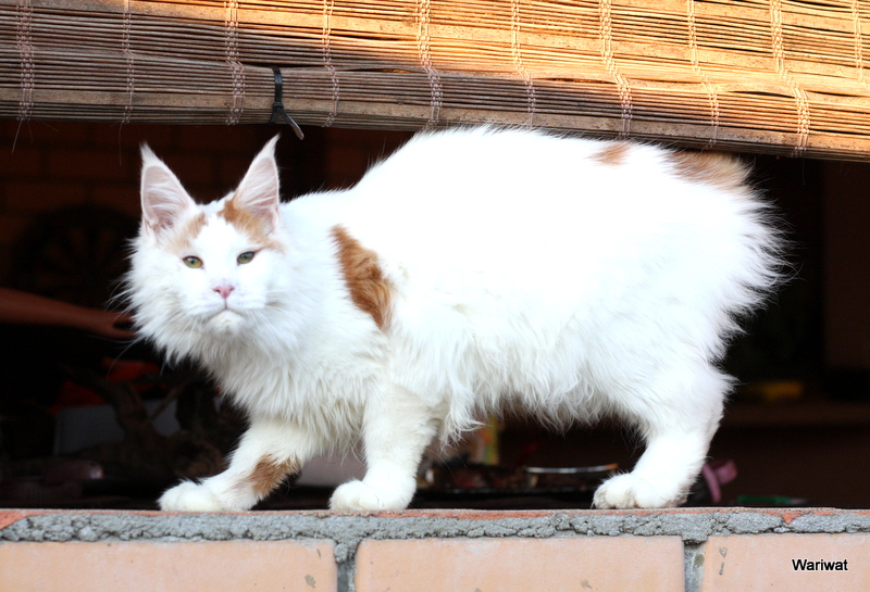 Captain Coon Grace - Junior maine-coon 8 months 1 week