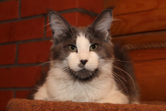 Captain Coon Ruff - Kitten maine-coon 4 months 4 weeks