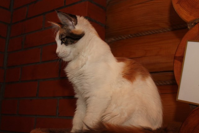 Ouestucati Arbor Vitae - Kitten maine-coon 3 months 4 weeks