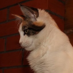 Ouestucati Arbor Vitae