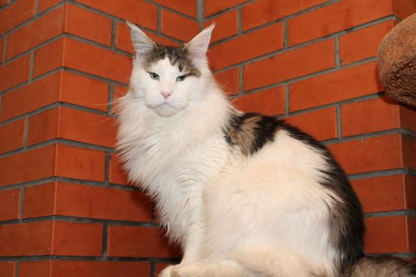 Respectcoon Sparcler - maine-coon