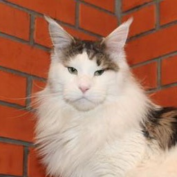 Respectcoon Sparcler