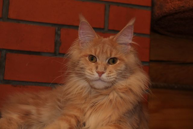 Aloa's La Luna - Junior maine-coon 7 months 2 weeks