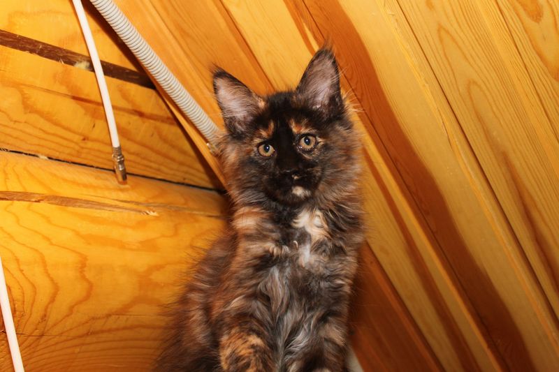Captain Coon's Eva - Kitten maine-coon 2 months 3.5 weeks