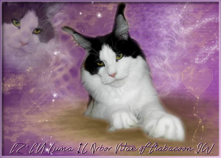 Luma'il Arbor Vitae - мейн-кун