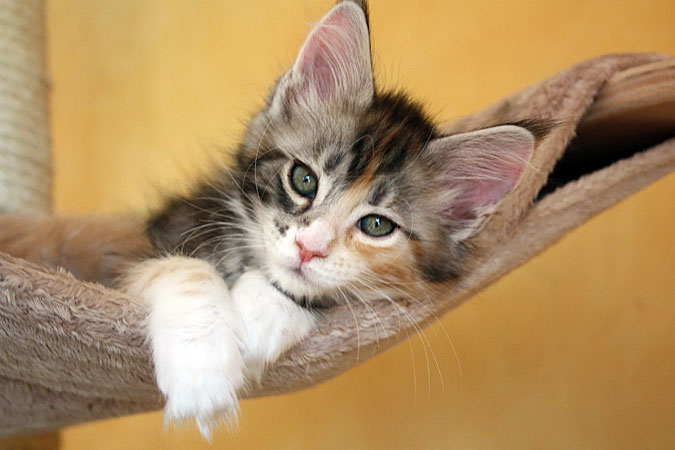 Cape Cod's Cherie - maine-coon