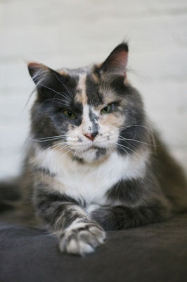 Langstteich's Day Light - maine-coon