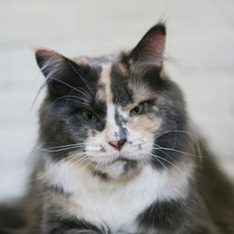 Langstteich's Day Light