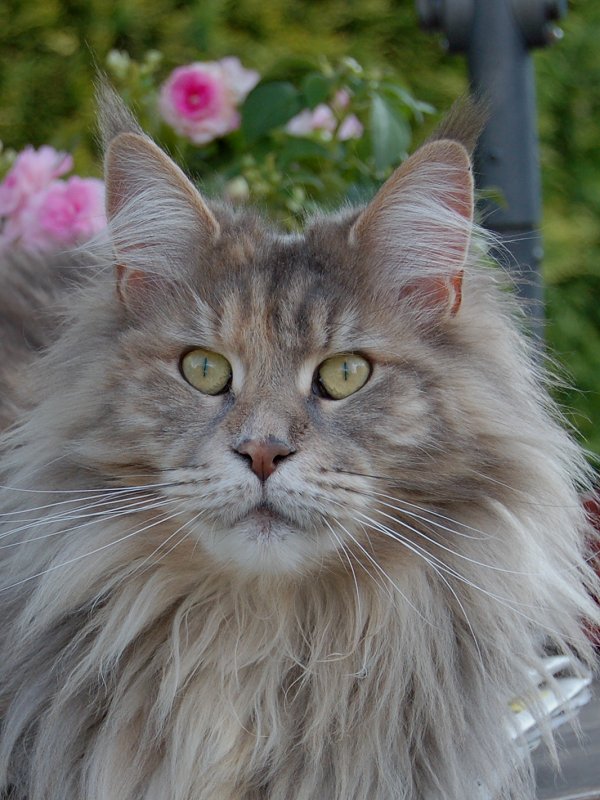 Aloa's Tutti Frutti - maine-coon