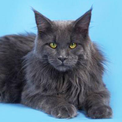 Langstteich's Minnesota Blue - мейн-кун