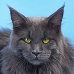 Langstteich's Minnesota Blue