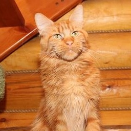 Langstteich's S'Sweet Kandis