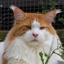 George Washington of Baydar