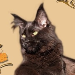 Bellatria Beatum ex Arbor Vitae