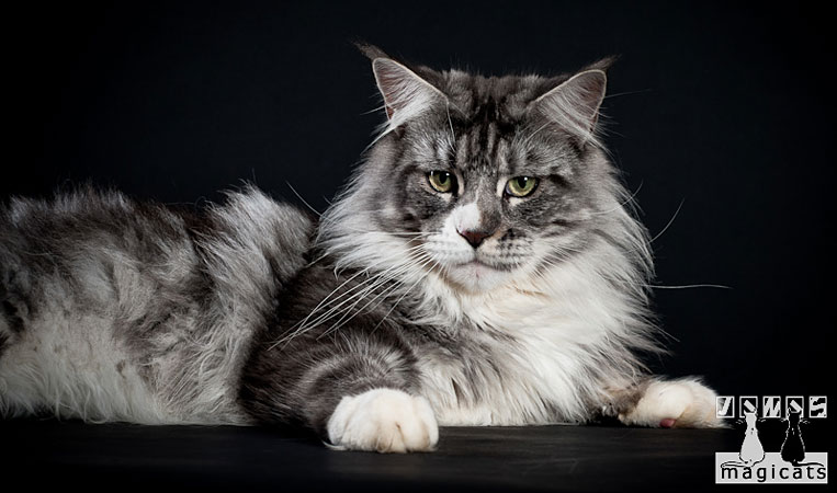 Alpha Cats Fast Break - maine-coon