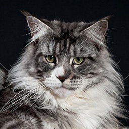 Alpha Cats Fast Break