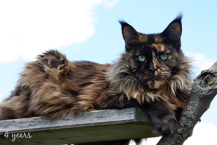 Justcoon's Irish Supreme - maine-coon