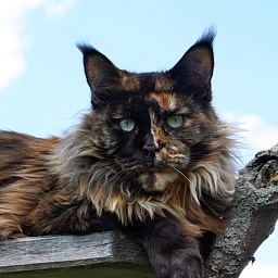 Justcoon's Irish Supreme