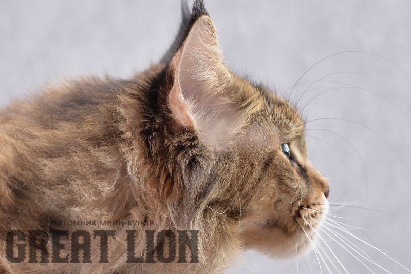 Glorious Leoland - Adult maine-coon 4.5 years 3.5 weeks