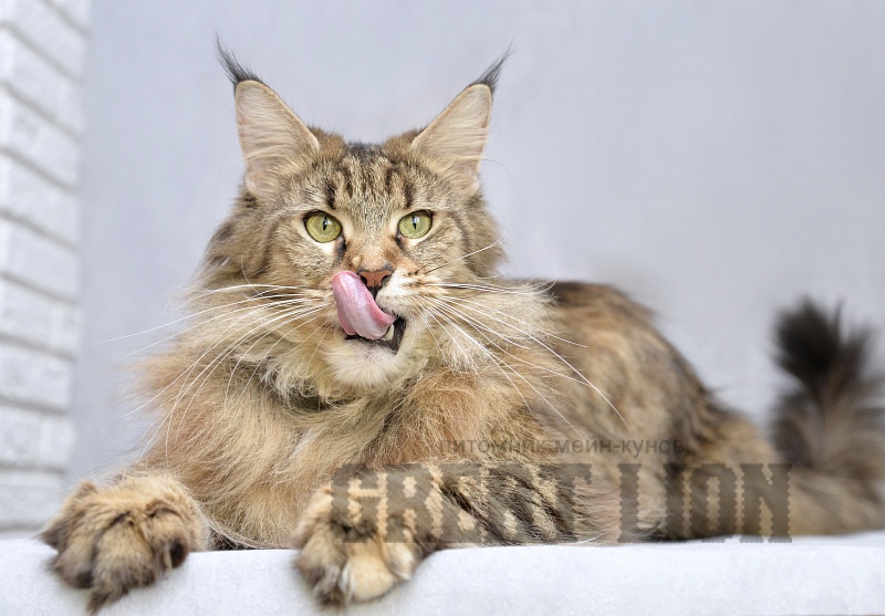 Glorious Leoland - Adult maine-coon 4.5 years 3.5 weeks