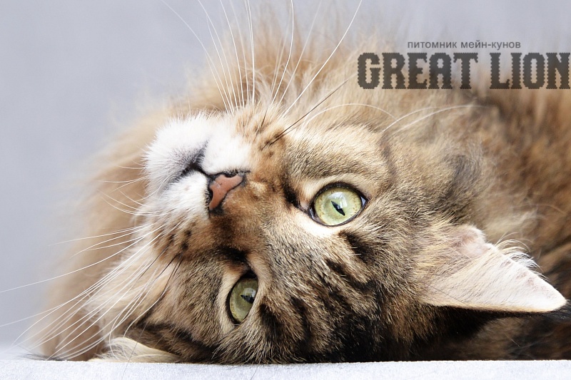 Glorious Leoland - Adult maine-coon 4.5 years 3.5 weeks