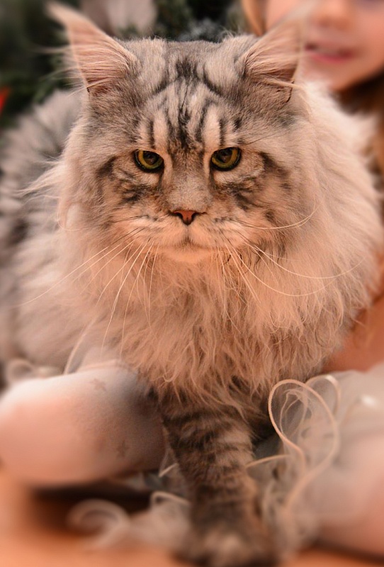 I'm Iceberg Krasnyi Dar - maine-coon