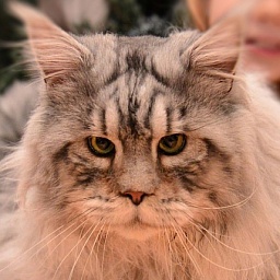 I'm Iceberg Krasnyi Dar