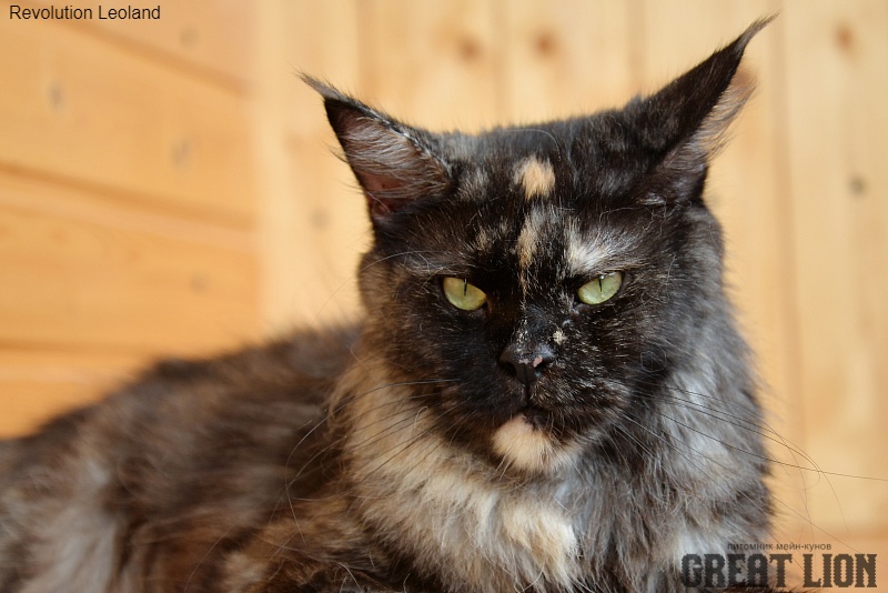 Revolution Leoland - Adult maine-coon 2 years 3 months 2.5 weeks