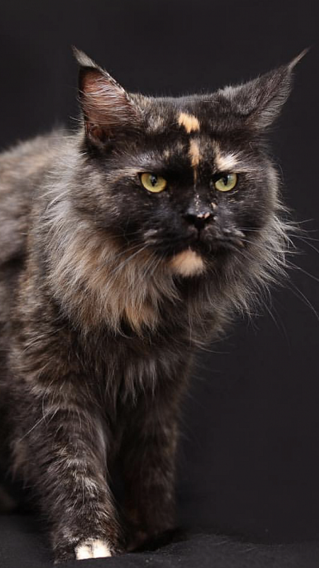 Revolution Leoland - maine-coon