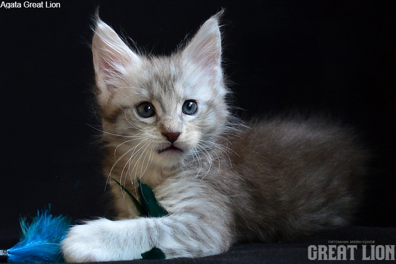 Agata Great Lion - Kitten maine-coon 1 month 1.5 week