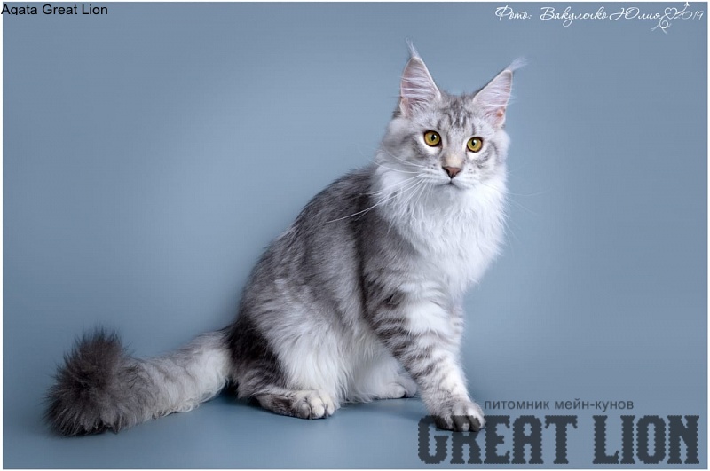 Agata Great Lion - maine-coon