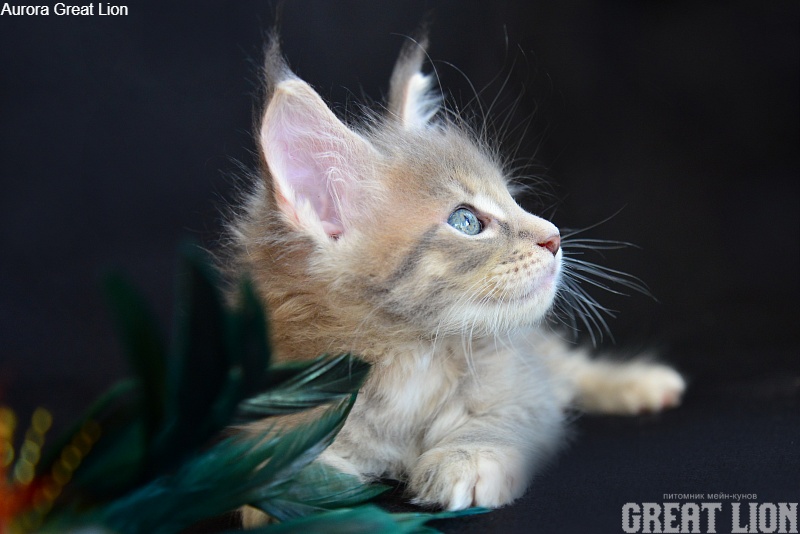 Aurora Great Lion - Kitten maine-coon 1 month 1.5 week
