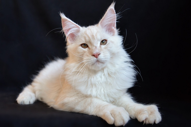 Apricot Great Lion - Kitten maine-coon 4 months 0.5 weeks