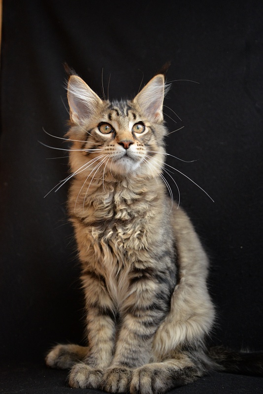 Amur Great Lion - Kitten maine-coon 3 months 3 weeks
